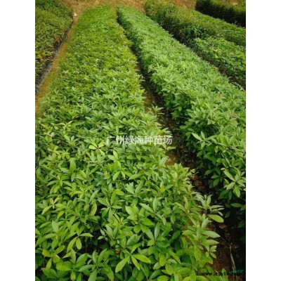 大量山杜英行情报价/大量山杜英图片展示