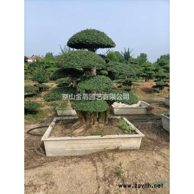 湖北京山对节白蜡基地直销！！