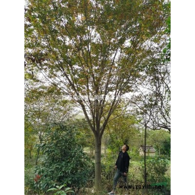 榉树、红榉、小叶榉