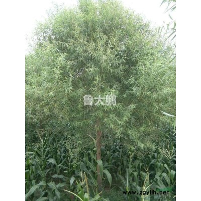 辽宁阜新地区供应馒头柳