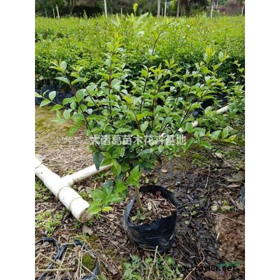 大量供应5-20cm罗汉松造型、成型毛呸、原生树应有尽有