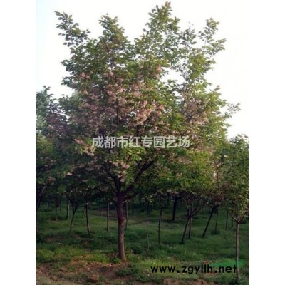 10公分樱花供应