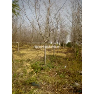 出售8-10公分西府海棠