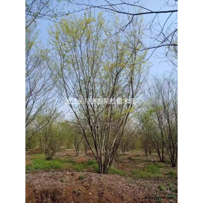 浙江长兴丛生朴树大量低价供应/丛生朴树价格优惠