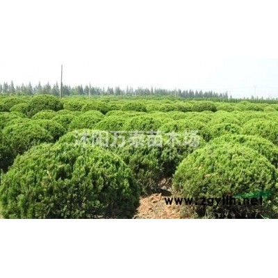 美人梅价格、美人梅供应、美人梅批发