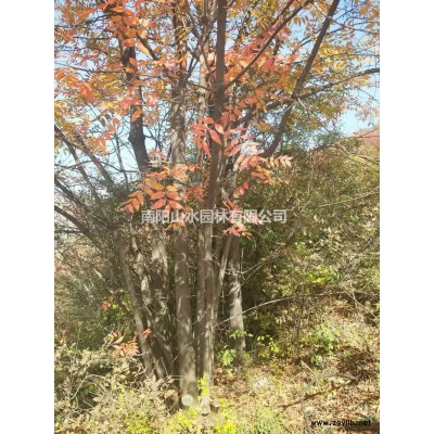 供应丛生黄连木