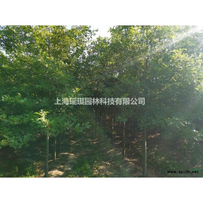 娜塔栎苗
