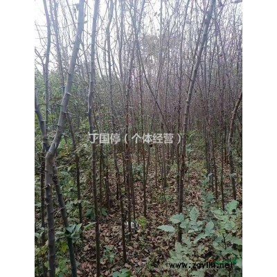 木瓜树苗6万棵，小叶女贞2万棵，栾树5一1O公分2万棵，急售