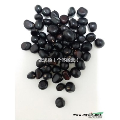 河南洛阳红牡丹哪里好/哪家便宜？牡丹多少钱一株？