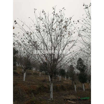 基地提供大面积高杆早樱，分枝点1.5-1.9，规格10-16