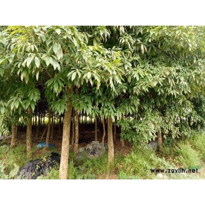 福建邵武直供地径10以上罗汉松，闽楠(金丝楠)，精品桂花，丹