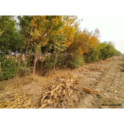 五角枫3-4-5公分，2.0-2.6高