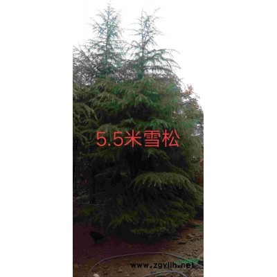 南京浦口汤泉树农苗圃