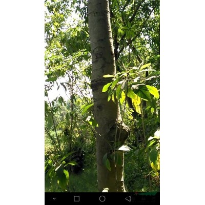 供应大型白兰花树   树龄30年以上   米径20-40cm