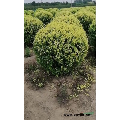 黄金柳 垂柳 直柳 河北保定柳树