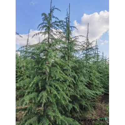 安徽雪松滁州雪松安徽滁州雪松价格雪松行