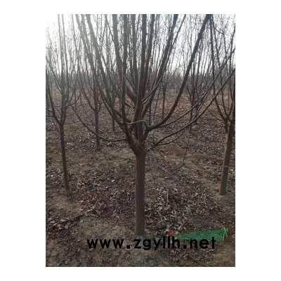 海棠、白蜡、海棠盆景清地处理