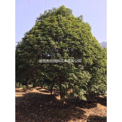 2020年浙江美人茶 嵊州美人茶新报价