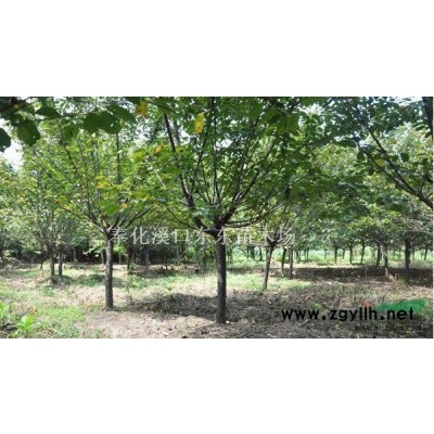 浙江羽毛枫 红枫