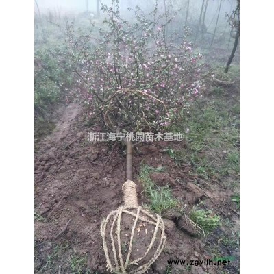 浙江乌桕8-10公分，乌桕行情