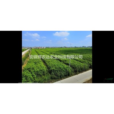 供应水杉，清地，大量1.5米-2米高水杉