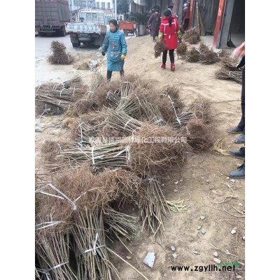 山樱桃实生苗大青叶实生苗樱桃实生苗