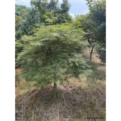 大量优质特价九江丛生胡柚出售价格低 苗圃货源丛生胡柚柚子低价产地直销