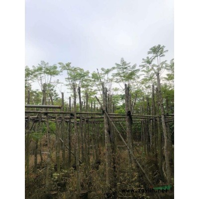 台湾珍珠莲雾苗