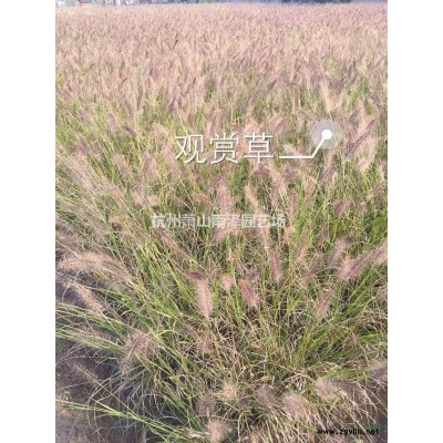 浙江垂丝海棠批发/供应