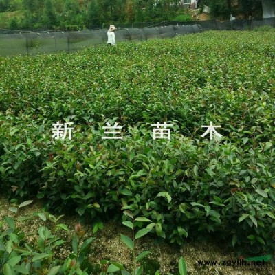 湖南油茶果*新报价/油茶果图片