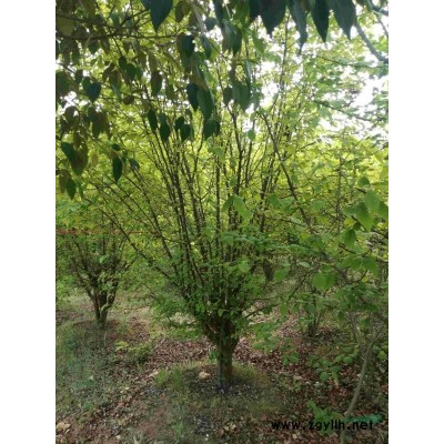 3－30公分二桥玉兰