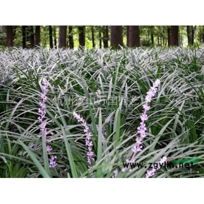 香樟，木樟 乌樟 芳樟树 番樟 香蕊 樟木子 樟树图3