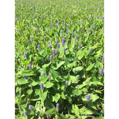香樟，木樟 乌樟 芳樟树 番樟 香蕊 樟木子 樟树图2