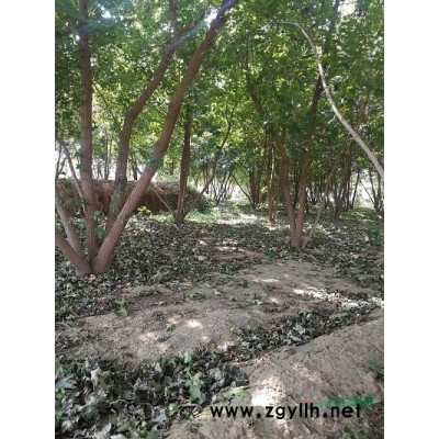 6年生丛生五角枫