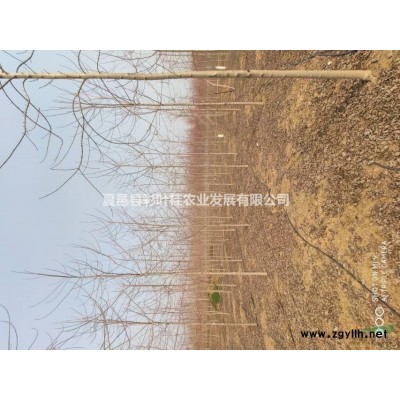 美国红枫低价销售