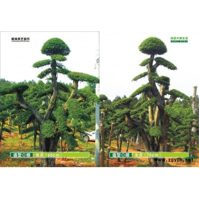 安徽造型的榆树桩