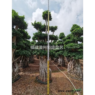 供应高度4米，蓬径1.6米南安根，自家基地批发