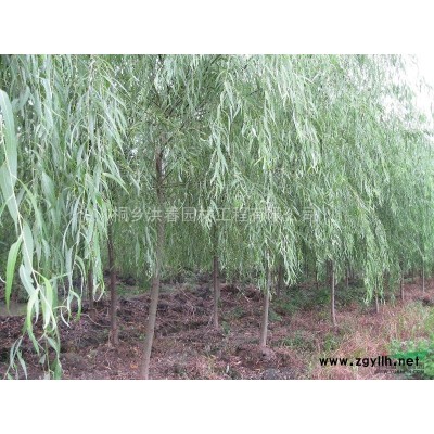 优质特价罗汉松产地直销