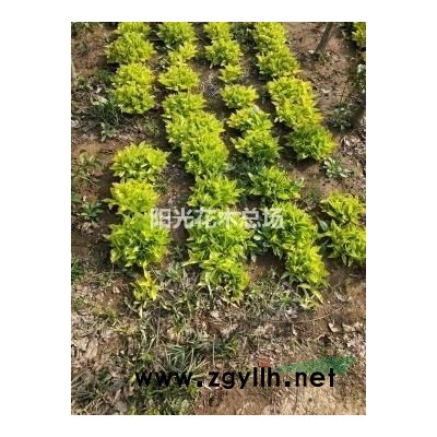 丛生北海道黄杨