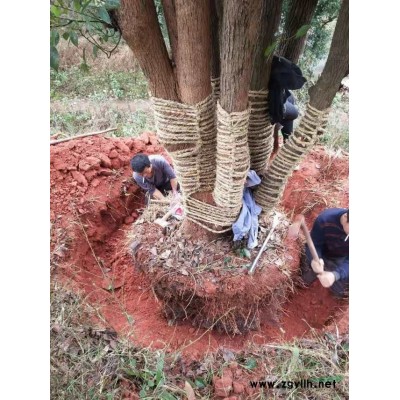 2年熟货移栽大丛生多杆香樟，四川熟货丛生香樟