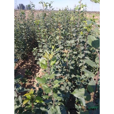 八棱海棠实生苗一年生