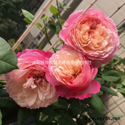 乔木白花树  沭阳卉友供应 价格实惠