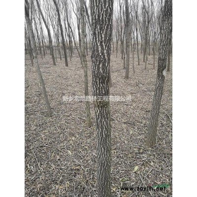 河南新乡地区供应6一12公分垂柳