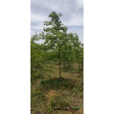 娜塔栎地径2－3－4厘米的海量供应