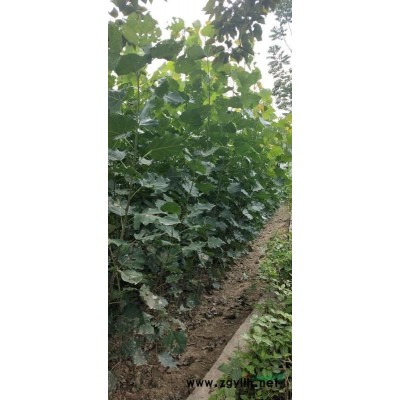 华中华西北地区供应1.5米以上速生杨树苗