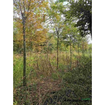 榉树基地，5－6公分，杆直，