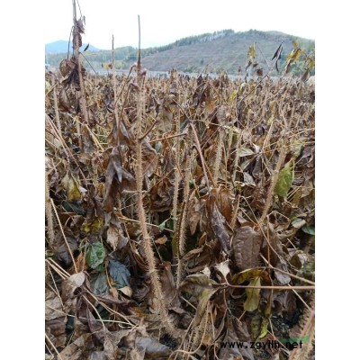 刺嫩芽苗，刺老包，乌*