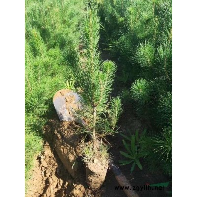 樟子松营养杯苗