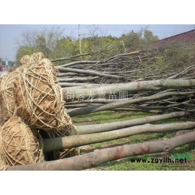 精品榉树大规格苗圃苗上市