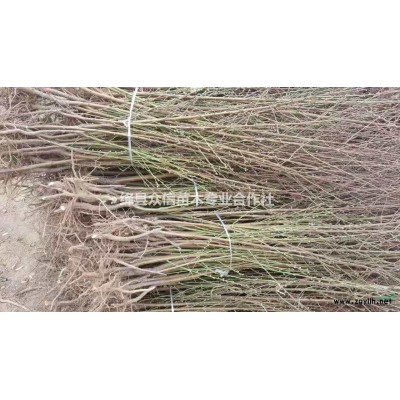 五角枫小苗价格， 五角枫小苗价格